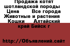 Продажа котят шотландской породы › Цена ­ - - Все города Животные и растения » Кошки   . Алтайский край,Бийск г.